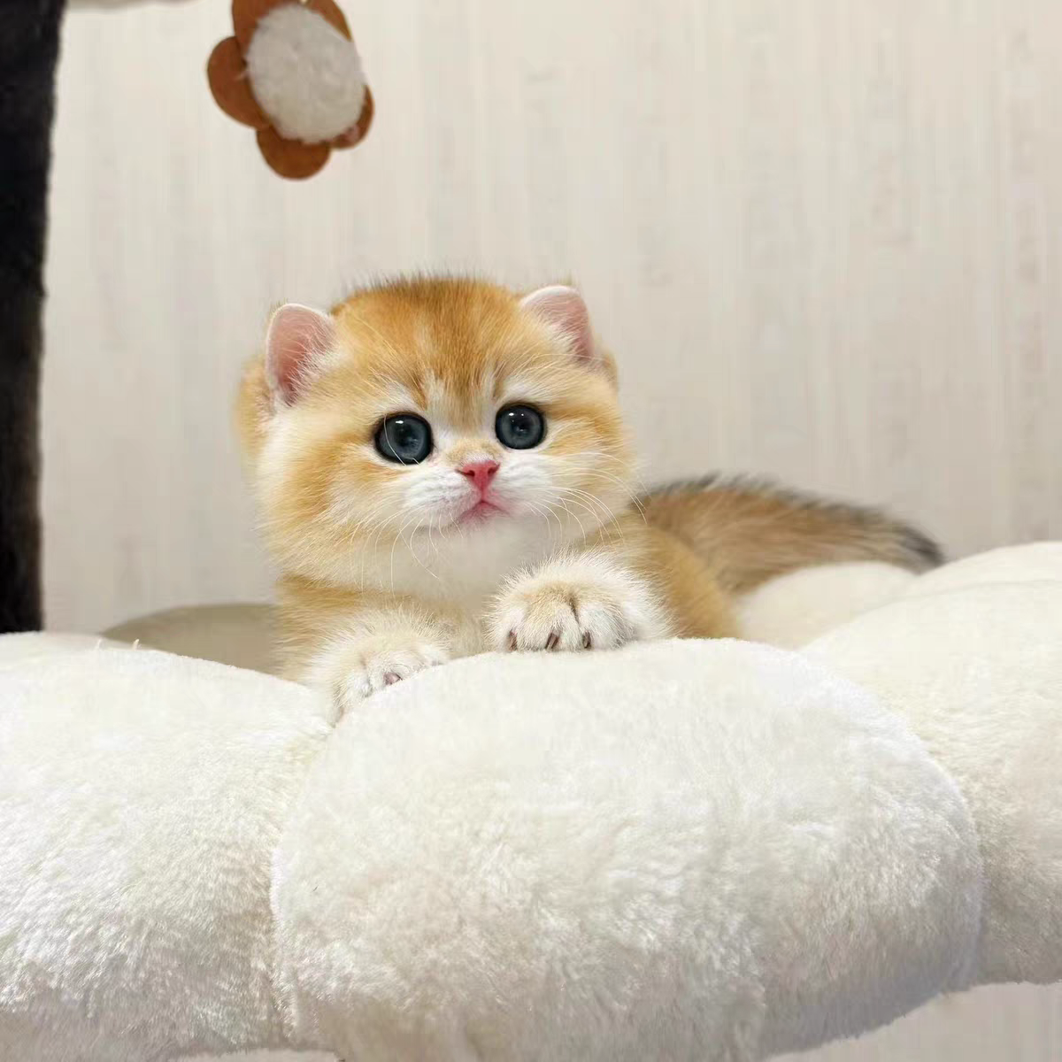 猫舍直销批发价格出售英短金渐层